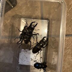 ノコギリクワガタ・ミヤマクワガタ・カブトムシ 　1匹～　(追加しました。)の画像