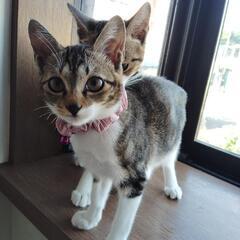 元気なキジトラの子猫の兄妹です☆彡