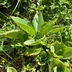 ランキングキーワードに紐づく投稿画像-多肉植物