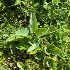 コダカラベンケイ子付き多肉植物20個の画像