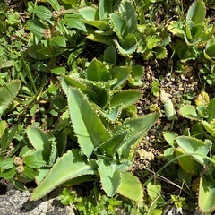コダカラベンケイ子付き多肉植物20個の画像