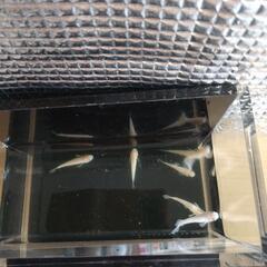 めだか　オフホワイト　７匹の画像
