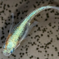 藤煌　メダカ　1ペアの画像