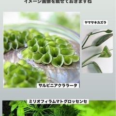 物々交換歓迎😃オマケ多数 水草と寿工芸の水槽用ガラスフタ 蓋  2025年3月購入品の画像