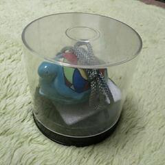 ケース入り綺麗な小さい亀の置物の画像