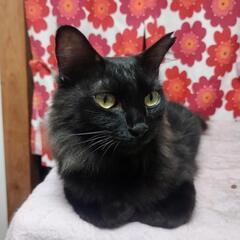 おしゃべりな黒猫ちゃん - 里親募集