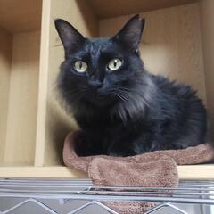 おしゃべりな黒猫ちゃん