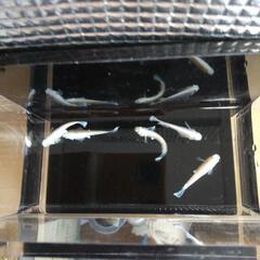めだか　フェアリーモルフォ　成魚５匹の画像
