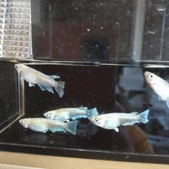 めだか　フェアリーモルフォ　成魚５匹の画像
