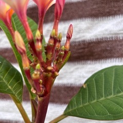 プルメリア　花芽付き　JJ社　ブティック
の画像