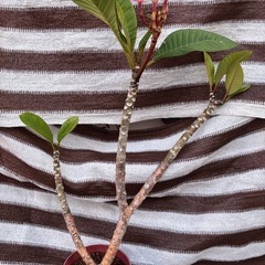 プルメリア　花芽付き　JJ社　ブティック
の画像