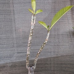 プルメリア　花芽付き　JJ社　ブティック
の画像