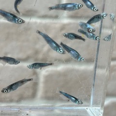 天鵞絨メダカ９ペアの画像
