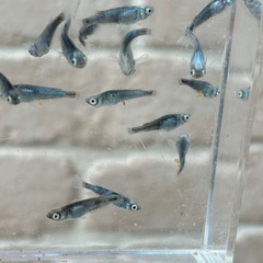 天鵞絨メダカ９ペアの画像