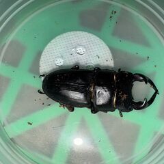 国産オオクワガタ（久留米）2ペア（♂72♂57）（♀46♀44）の画像