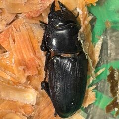国産オオクワガタ（久留米）2ペア（♂72♂57）（♀46♀44）の画像
