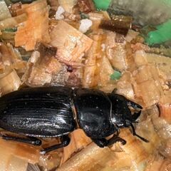 国産オオクワガタ（久留米）2ペア（♂72♂57）（♀46♀44）の画像