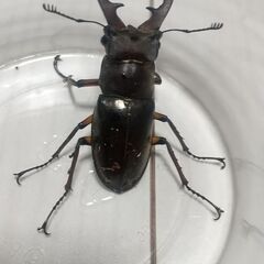 ミヤマクワガタ ♂２匹セットの画像