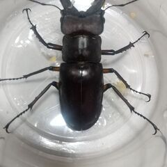 ミヤマクワガタ ♂２匹セットの画像
