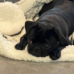 人懐っこい黒パグ1歳男の子