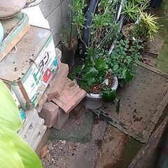 はちよせの画像