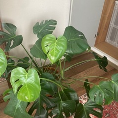 モンステラ　観葉植物の画像
