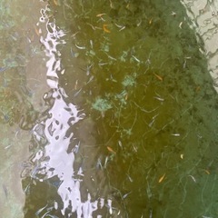 高級　メダカ　若魚　ミックス　15匹　①の画像