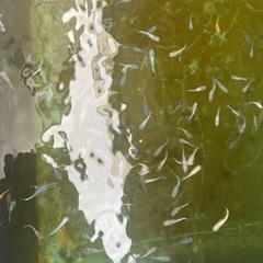 高級　メダカ　若魚　ミックス　15匹　①の画像