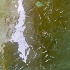 高級　メダカ　若魚　ミックス　15匹　①の画像