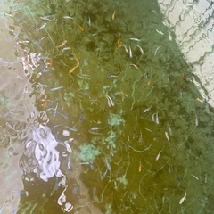 高級　メダカ　若魚　ミックス　15匹　①の画像