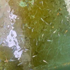 高級　メダカ　若魚　ミックス　15匹　①の画像
