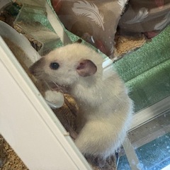 ダンボラット　4ヶ月