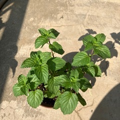 🌱🉐４号鉢入りペパーミント1株🌱おまけ苗一個付きの画像