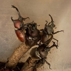 無料！！カブトムシ採取ツアー　シングルマザー限定　無料！の画像