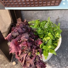 🍉スイカ🍉無人販売所オープンですの画像