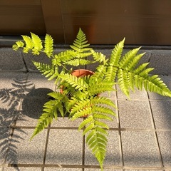 シダの画像