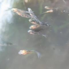 錦鯉稚魚の画像
