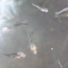 錦鯉稚魚の画像