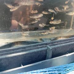 錦鯉稚魚の画像