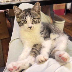 甘えん坊だけど　やんちゃで元気いっぱいです