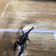 チャグロサソリ(マレーキャンサー)の画像