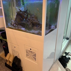水槽、海水魚、作業なしの画像