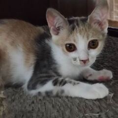可愛い❤三毛猫の女の子