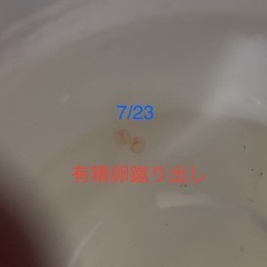 🎊7/23産卵🥚🥚🎊　追記文あり  　インペリアルゼブラプレコ雌雄セット　♂・♀の画像