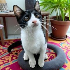 7月27日(日)三鷹で猫の譲渡会💐🌟🩷新たな子猫特集🩵☄️…