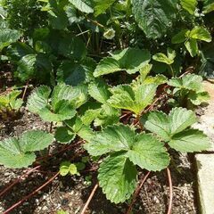 ★いちご苗5株ポット付き★農薬不使用の画像
