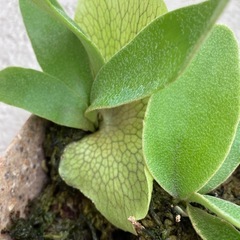 ビカクシダ P .Banna#Aの画像