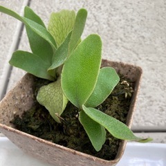 ビカクシダ P .Banna#Aの画像