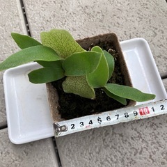 ビカクシダ P .Banna#Aの画像
