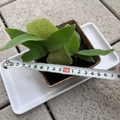 ビカクシダ P .Banna#Aの画像